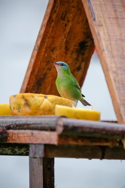 Schöne bunte Vögel in der Natur, die sich von verschiedenen Arten von Früchten ernähren.