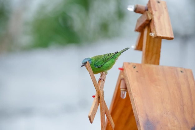 Schöne bunte Vögel in der Natur, die sich von verschiedenen Arten von Früchten ernähren.