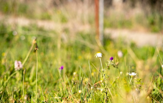 Schöne bunte Wiese mit wilden Blumen