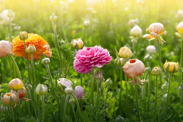 Schöne bunte wiese von ranunculus