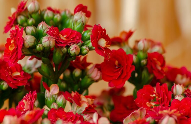 Schöne Buschrosen von roter Farbe