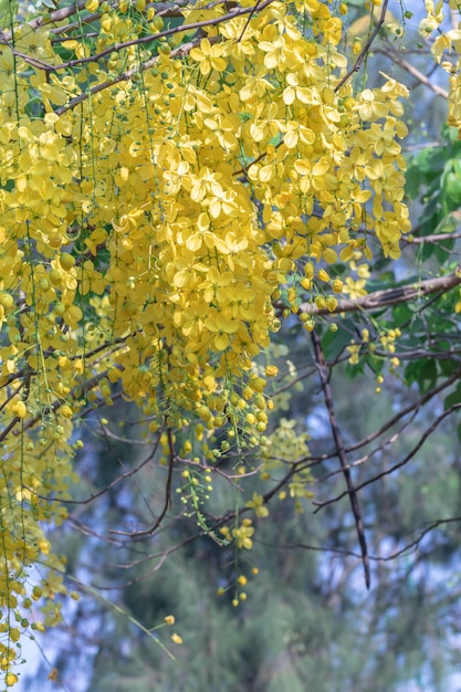 schöne Cassia Fistula-Blume, die in einem Garten blüht