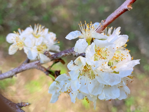 Schöne chinesische Pflaume, die in der weißen Farbe im Frühling auf dem Baum blüht