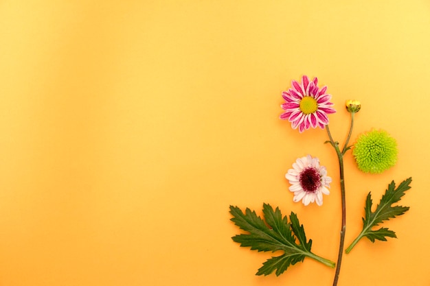 schöne Chrysantheme auf dem bunten Hintergrund