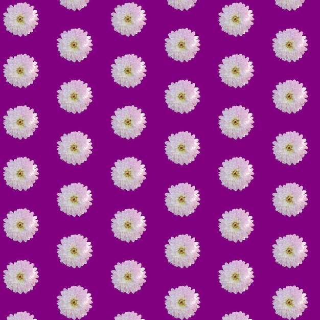 Schöne chrysanthemen in geometrischem gittermuster auf violettem hintergrund