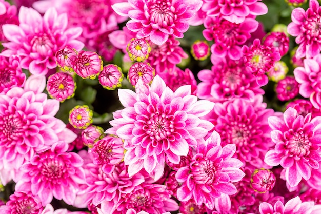 Schöne Chrysanthemenblume im Garten