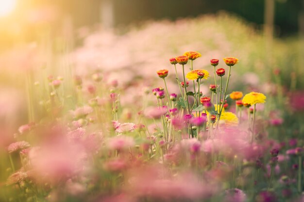 Schöne Chrysanthemenblume