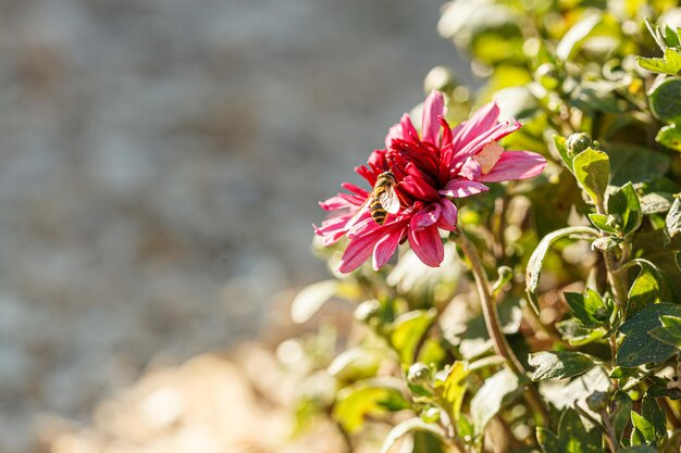 Schöne Chrysanthemenblumenbüsche in rosa Farben