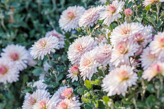 Schöne Chrysanthemenblumenbüsche in rosa Farben