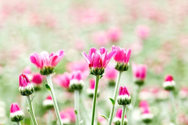 Foto schöne chrysanthemenblumenknospe