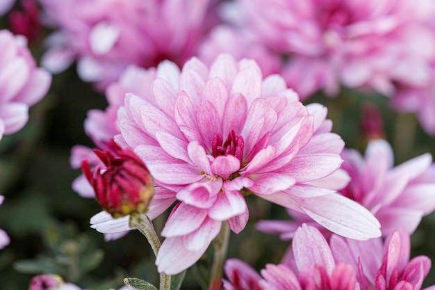 Schöne Chrysanthemumblumenbüsche in rosa Farben