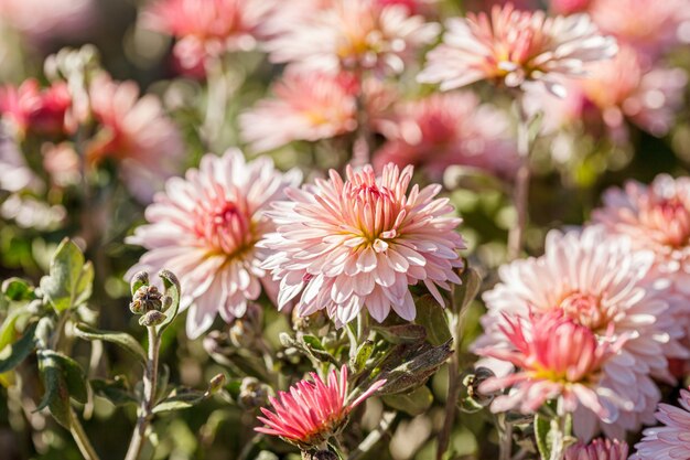 schöne Chrysanthemumblumenbüsche rosa Farben in der Nähe