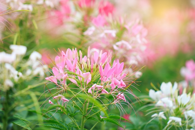 Schöne Cleome Spinosa oder Spinnenblume im Garten