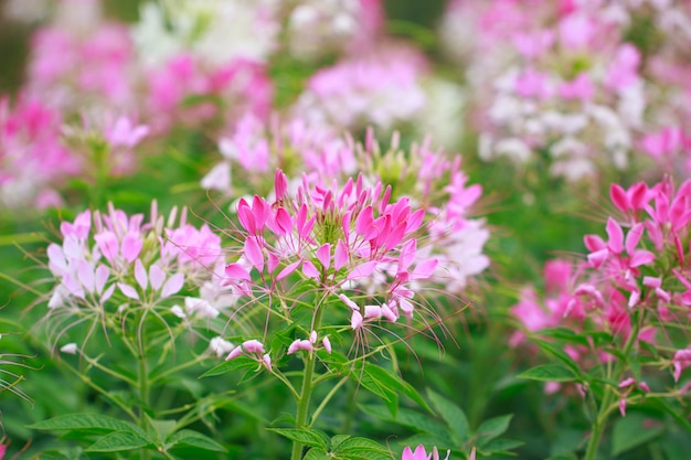 Schöne Cleome Spinosa oder Spinnenblume im Garten