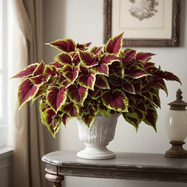 Schöne Coleus-Pflanze in einem Raum im klassischen Stil