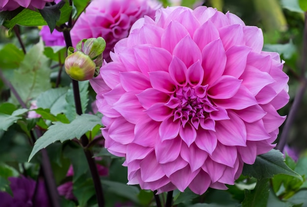 Schöne Dahlienblume im Garten