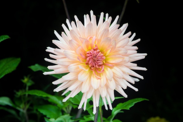 schöne Dahlienblume isoliert auf schwarzem Hintergrund mit Regentropfen im Garten