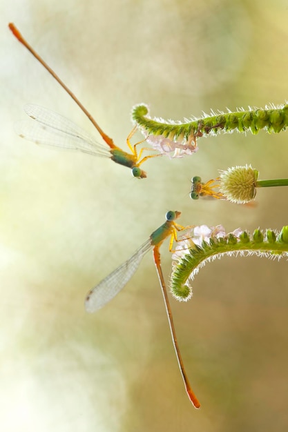 Schöne Damselflies auf Natur-Platz