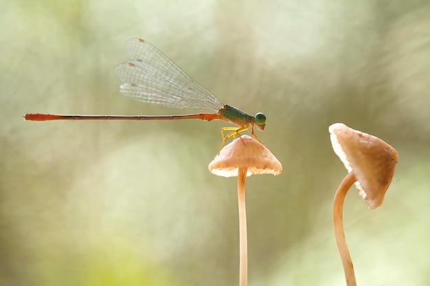 Schöne Damselflies auf Natur-Platz