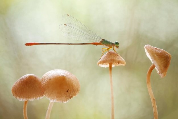 Schöne Damselflies auf Natur-Platz