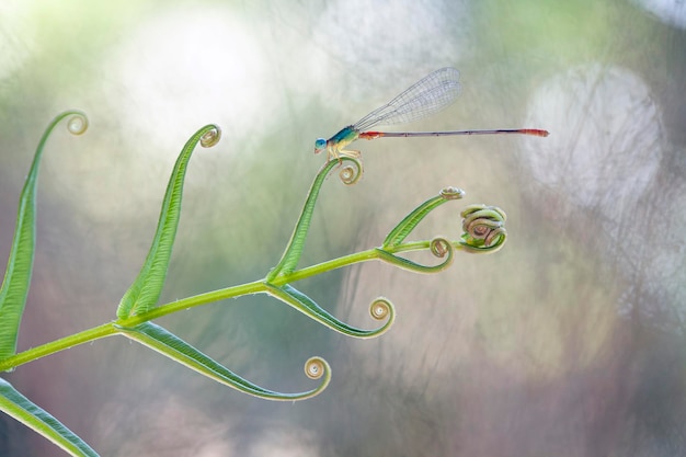 Schöne Damselflies auf Natur-Platz