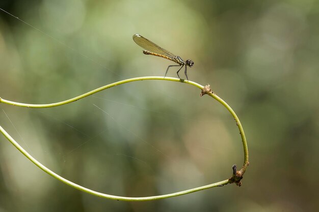 Foto schöne damselflies auf natur-platz