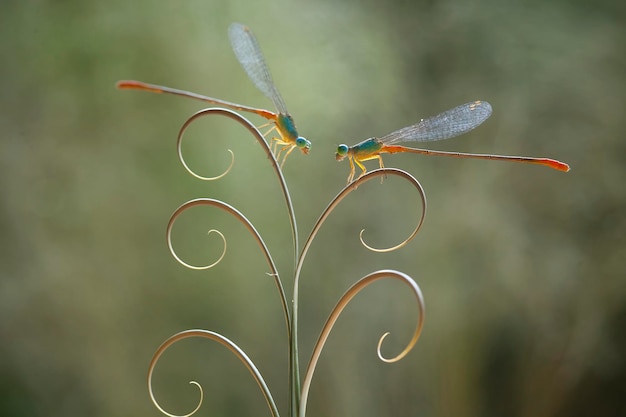 Foto schöne damselflies auf natur-platz