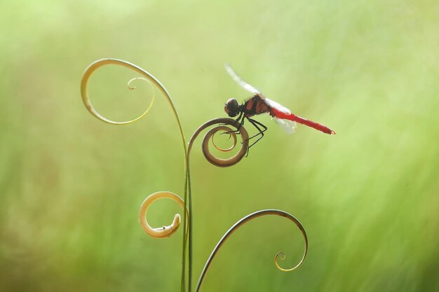 Schöne Damselflies auf Natur-Platz