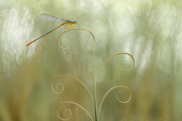 Foto schöne damselflies auf natur-platz