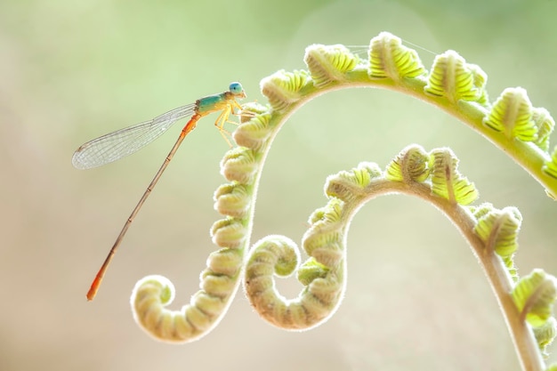 Schöne Damselflies auf Natur-Platz