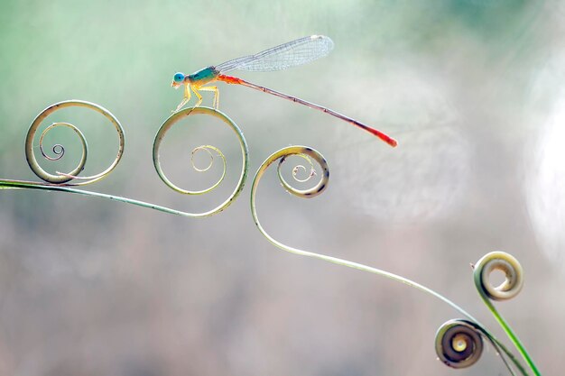 Schöne Damselflies auf Natur-Platz