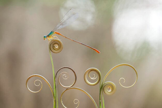 Foto schöne damselflies auf natur-platz