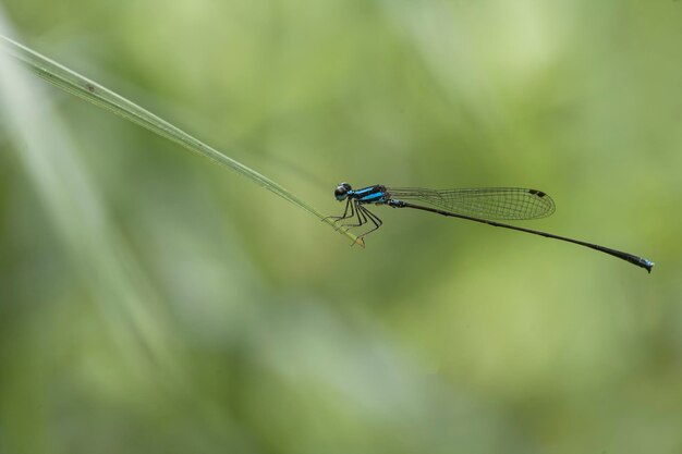 Foto schöne damselflies auf natur-platz