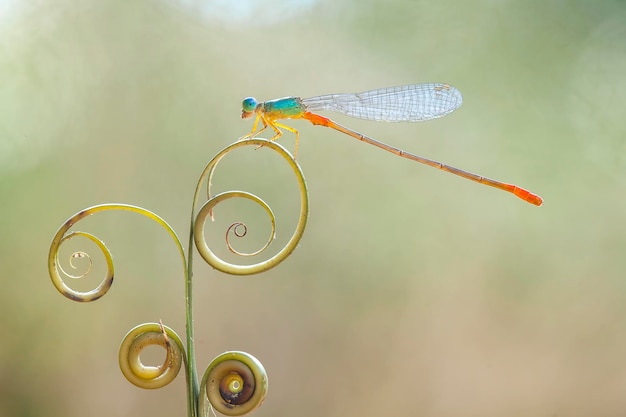 Schöne Damselflies auf Natur-Platz