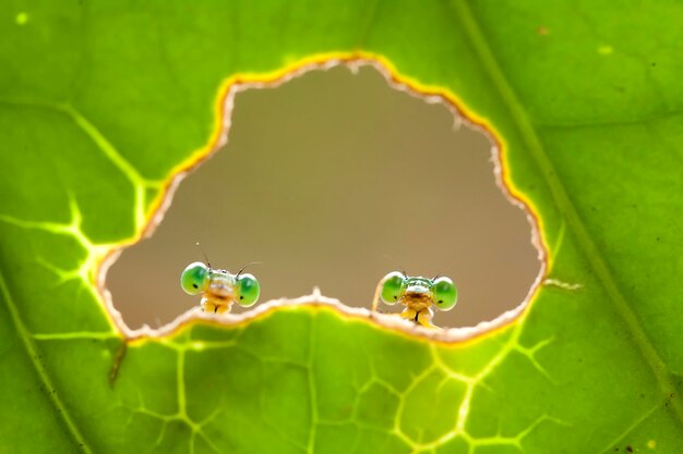 Foto schöne damselflies auf natur-platz