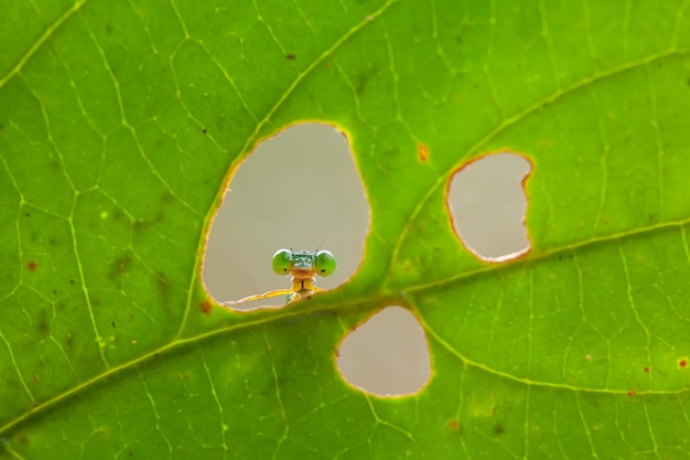 Schöne Damselflies auf Natur-Platz