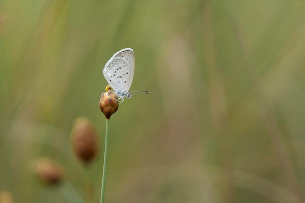 Schöne Damselflies auf Natur-Platz