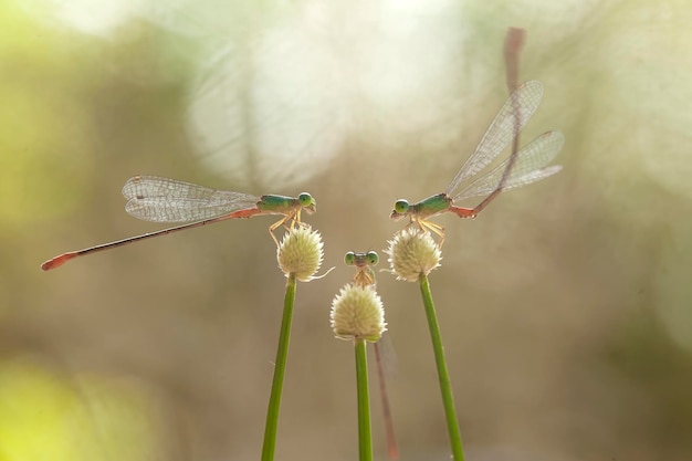 Schöne Damselflies auf Natur-Platz