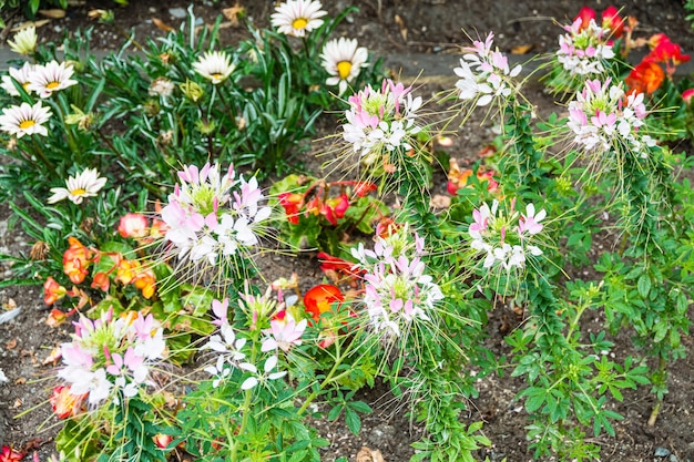 Schöne dekorative Blumen, die aus den Grund blühen