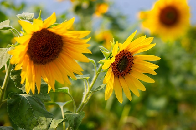 Schöne dekorative Sonnenblumen im Sonnenlicht im Garten