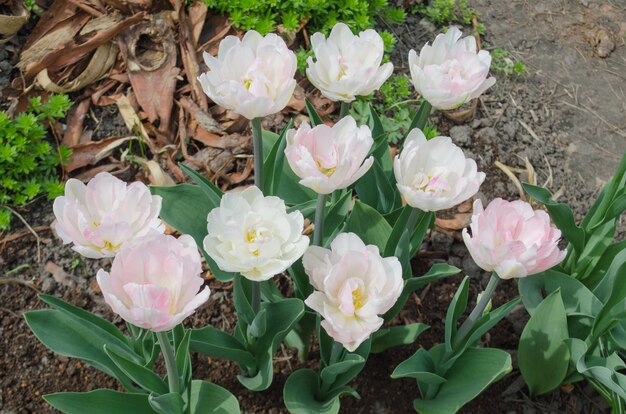 Schöne doppelte rosa Tulpe