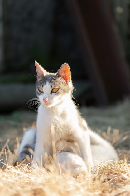 Schöne Dorfkatze im grünen Gras