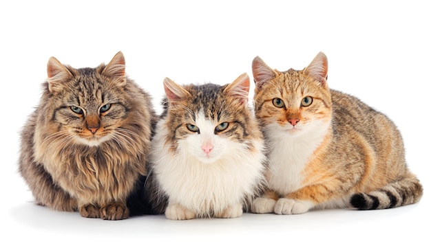 Schöne drei junge Hauskatzen auf weißem Hintergrund