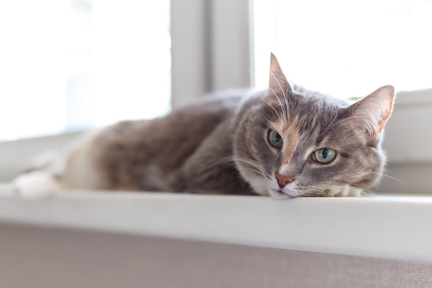 Schöne dreifarbige Hauskatze mit grünen Augen liegt auf der Fensterbank und blickt auf die Kamera Nahaufnahme selektiver Fokus