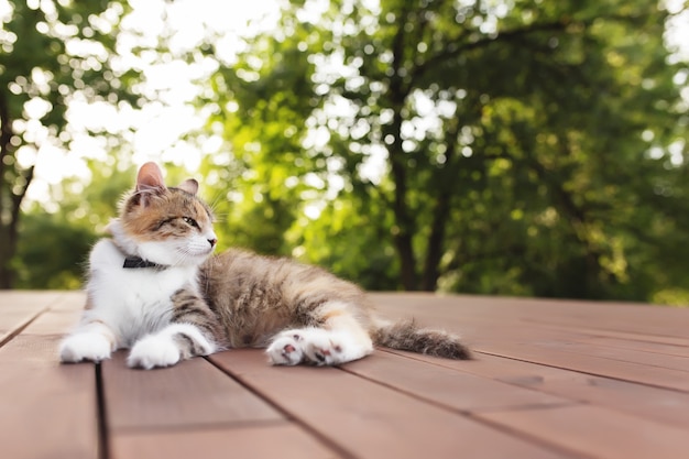 Schöne dreifarbige Katze liegt auf einer braunen Holzterrasse