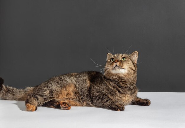 Schöne dreikleurige Chat mit langen Schnurrbart sieht auf weißem und grauem Hintergrund nach oben