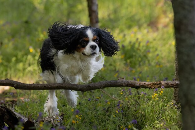 Foto schöne dreikleurige hunde der cavalier king charles spaniel-rasse in einem schnellen sprung im wald