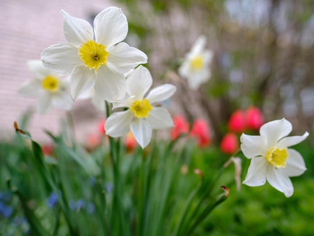 Schöne duftende Narzissenblüten auf einem städtischen Blumenbeet im Frühling auf verschwommenem Hintergrund