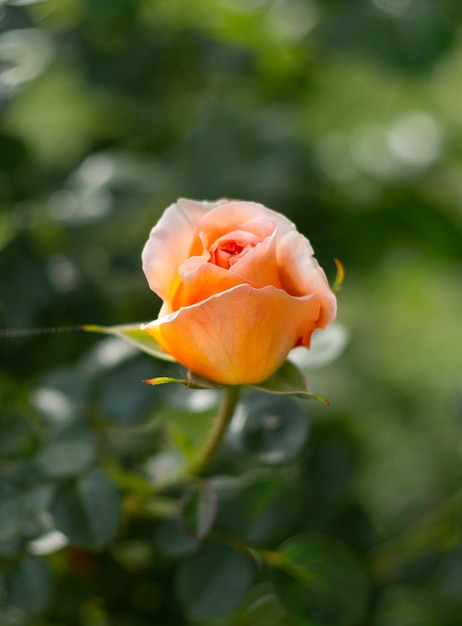 Schöne duftende Rosenblume an einem sonnigen warmen Tag