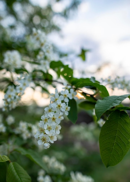 Schöne duftende Vogelkirsche Prunus Padus Hackberry Hagberry oder Mayday Tree bei Sonnenuntergang